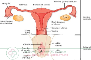 bệnh tắc vòi trứng
